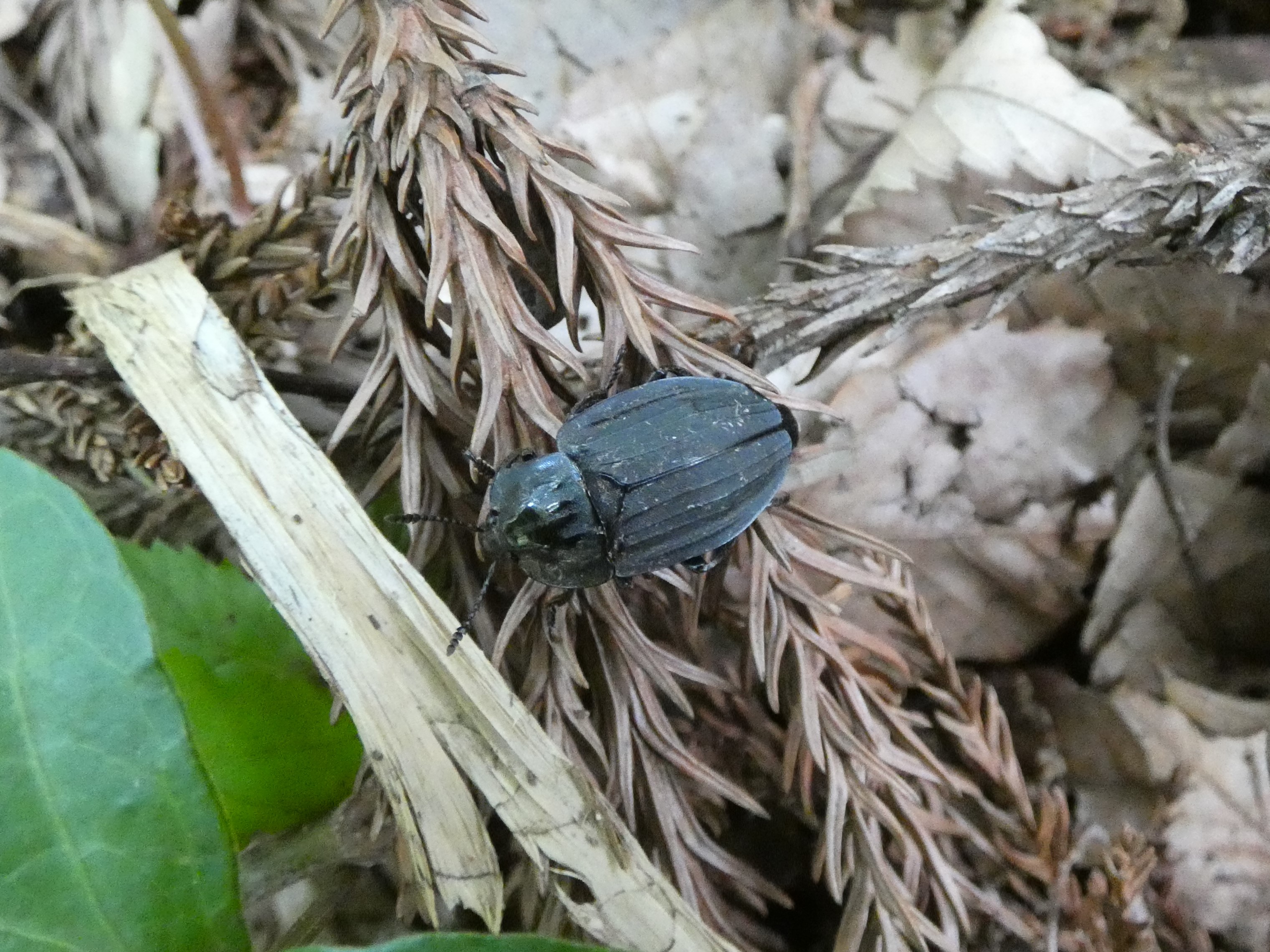 photo_1